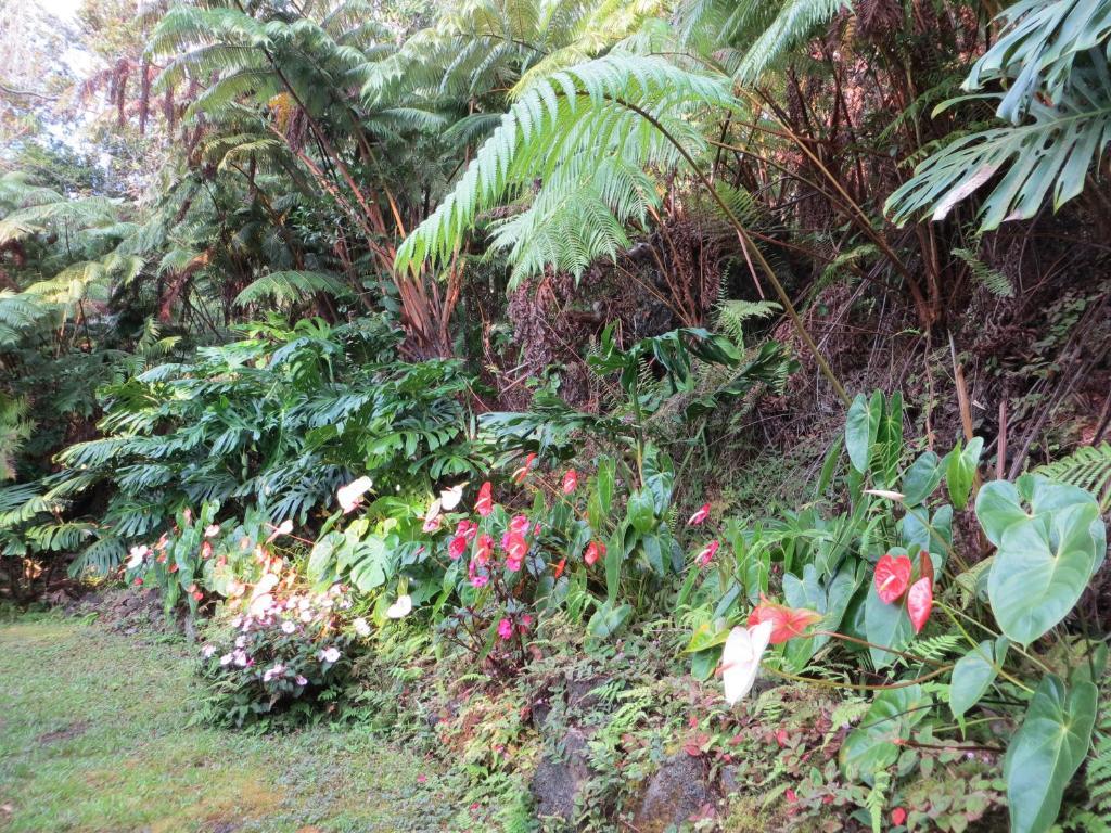 Carson'S Kaloko Mountain Cabin Kailua-Kona Extérieur photo